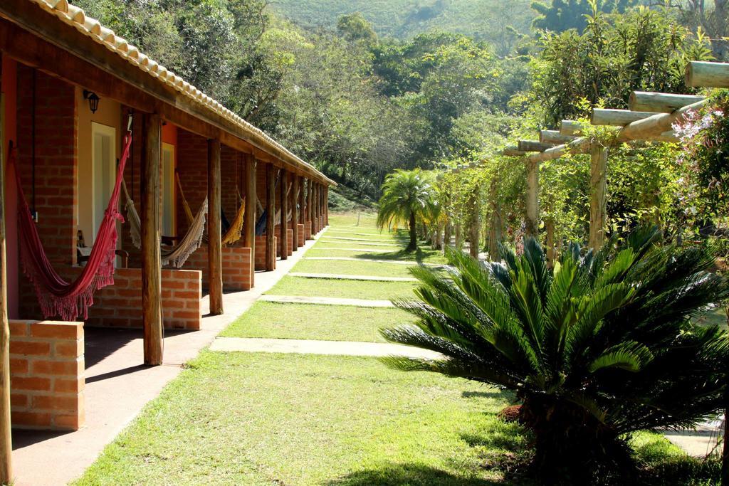 Araucaria *